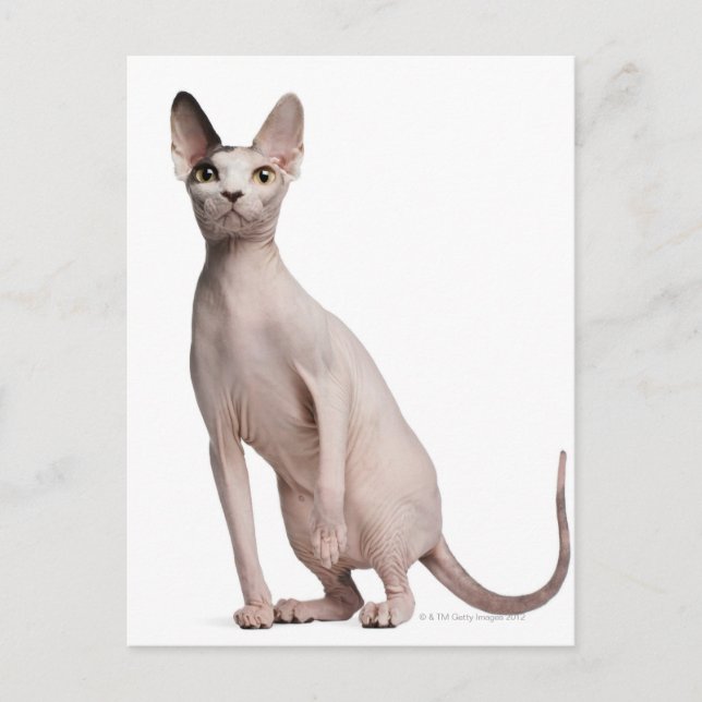Carte Postale Sphynx (13 months old) (Devant)