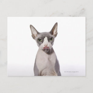 Carte Postale Sphynx Chat avec langue sortie