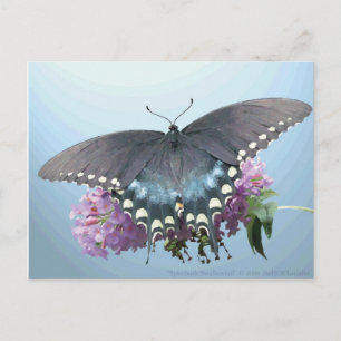 Carte postale Spicebush Swallowtail