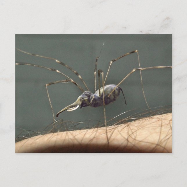 Carte postale Spidephant (Devant)