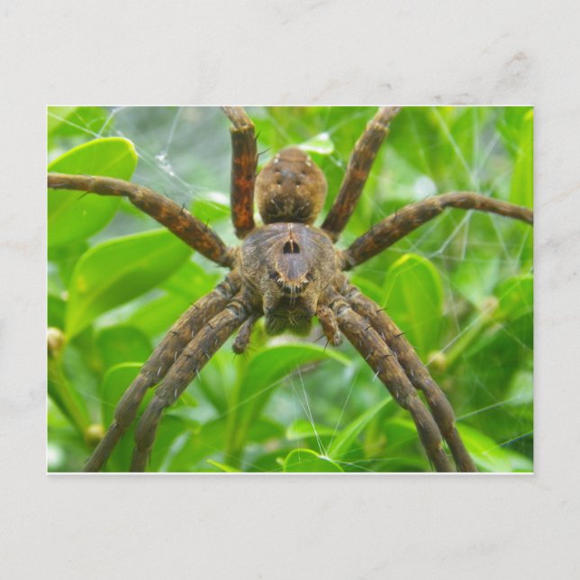 Carte postale Spider (Devant)