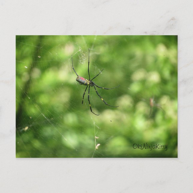 Carte Postale Spider d'Okinawa (Devant)