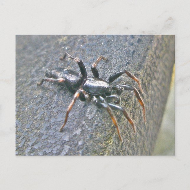 Carte postale Spider Gnaphosid (Devant)