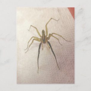 Carte postale Spider Homme