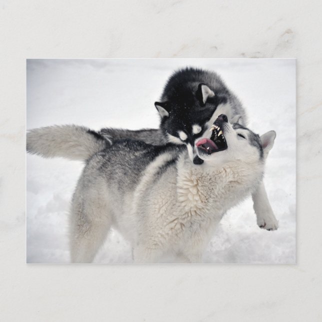 Carte Postale spielodernst (Devant)