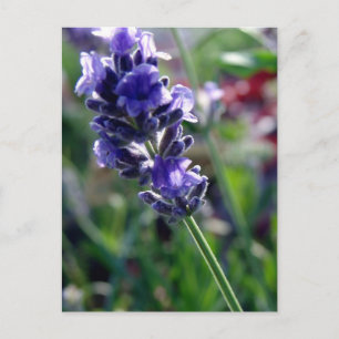 Carte Postale Spike aux fleurs violettes