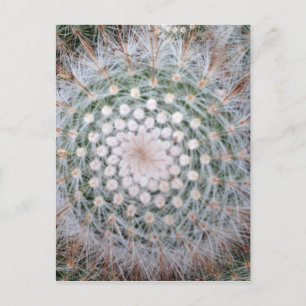 Carte Postale Spirale de Cactus