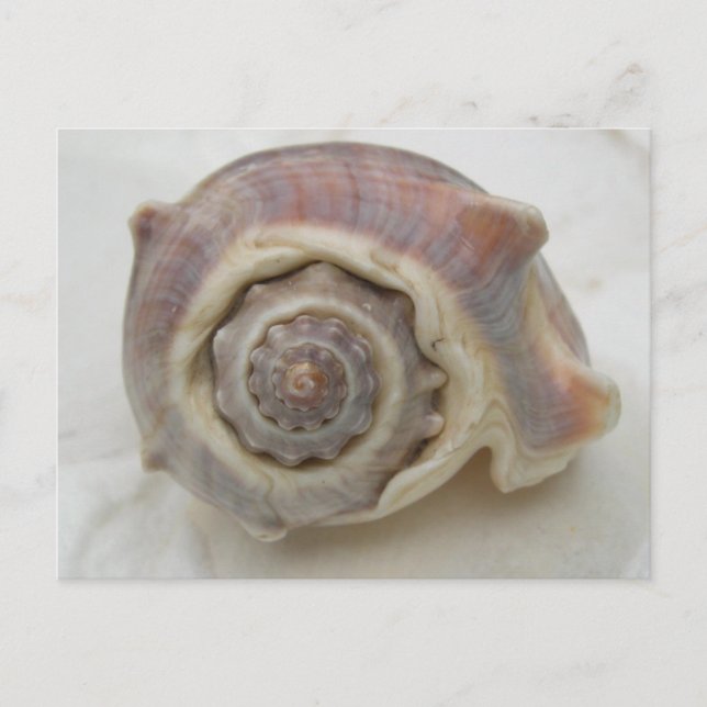 Carte Postale Spire Spiral Crown Shell Photographie (Devant)