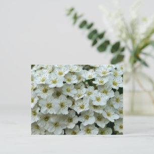 Carte Postale Spirea Arguta