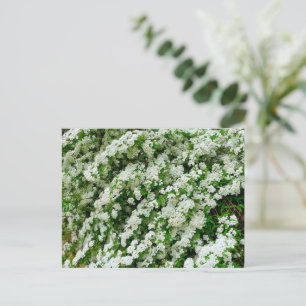 Carte Postale Spirea Arguta