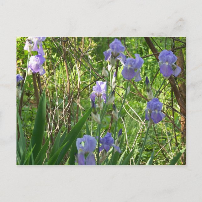 Carte Postale Spiris Iris dans le Tennessee Est (Devant)