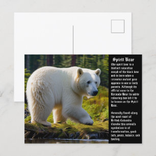 Carte postale Spirit Bear