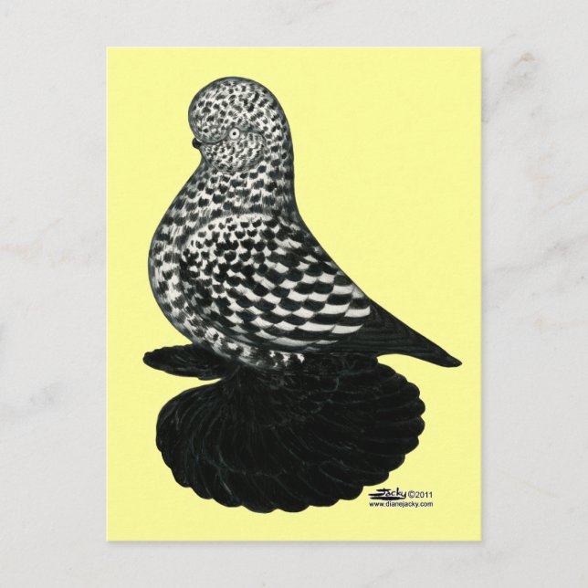 Carte Postale Splash Muffy Tumbler Pigeon 2 (Devant)