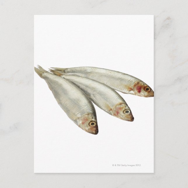 Carte Postale Sprats (Devant)