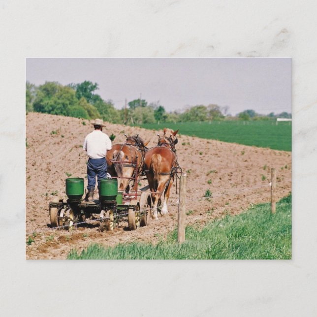 Carte Postale Spreader Amish Seed (Devant)