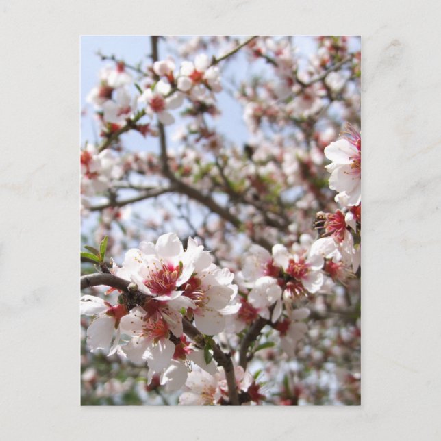 Carte postale Spring Blossom (Devant)