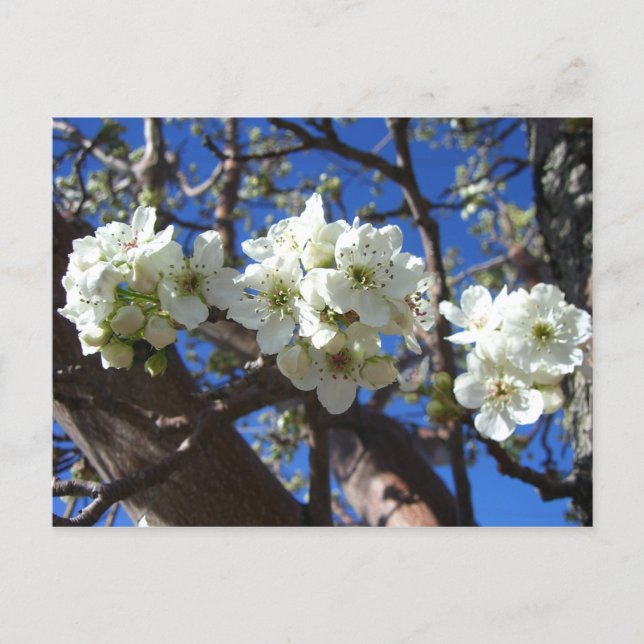 Carte Postale Spring Flowering Pear Tree (Devant)