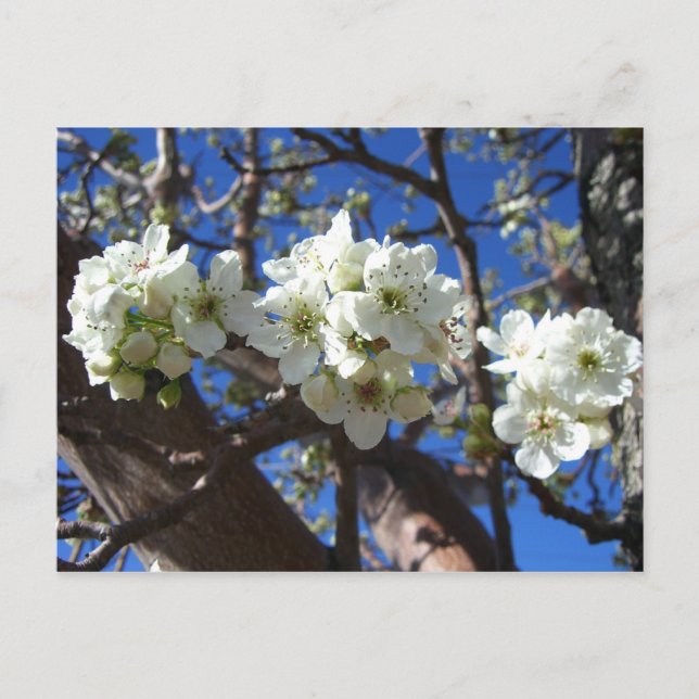 Carte Postale Spring Flowering Pear Tree (Devant)