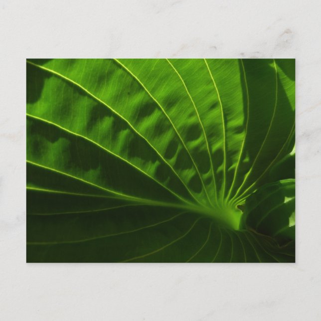 Carte Postale Spring Green Hosta Leaf (Devant)