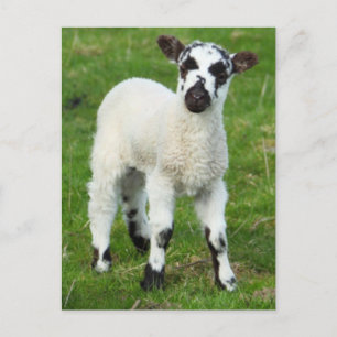 Carte Postale Spring lamb