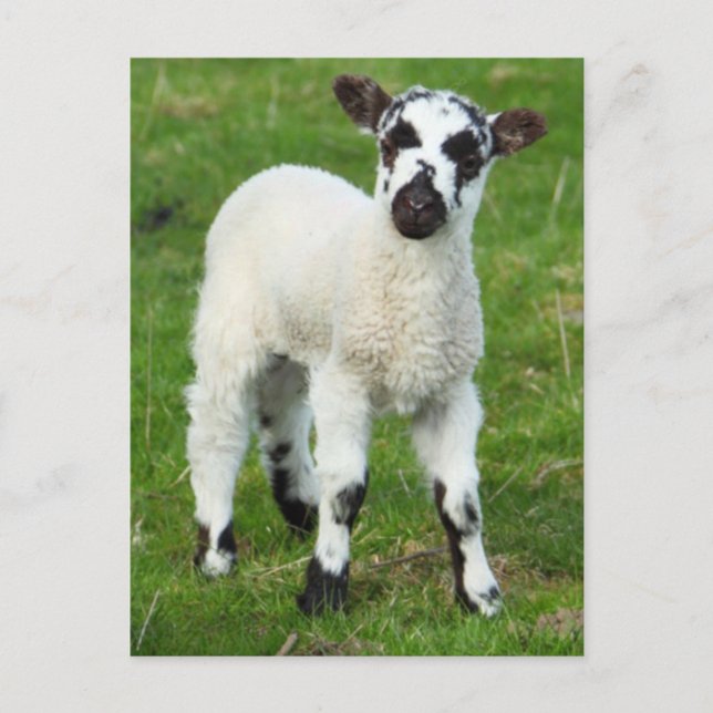 Carte Postale Spring lamb (Devant)