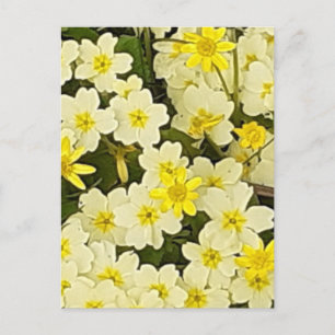 Carte postale Spring Primroses