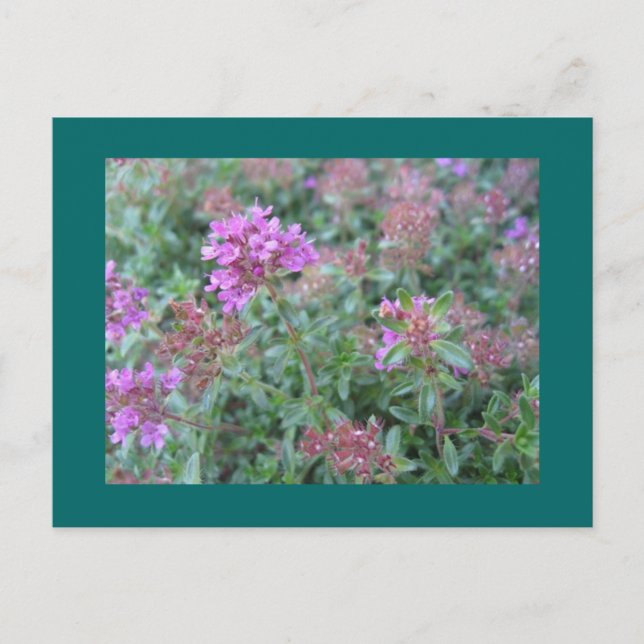 Carte postale Spring Thyme (Devant)
