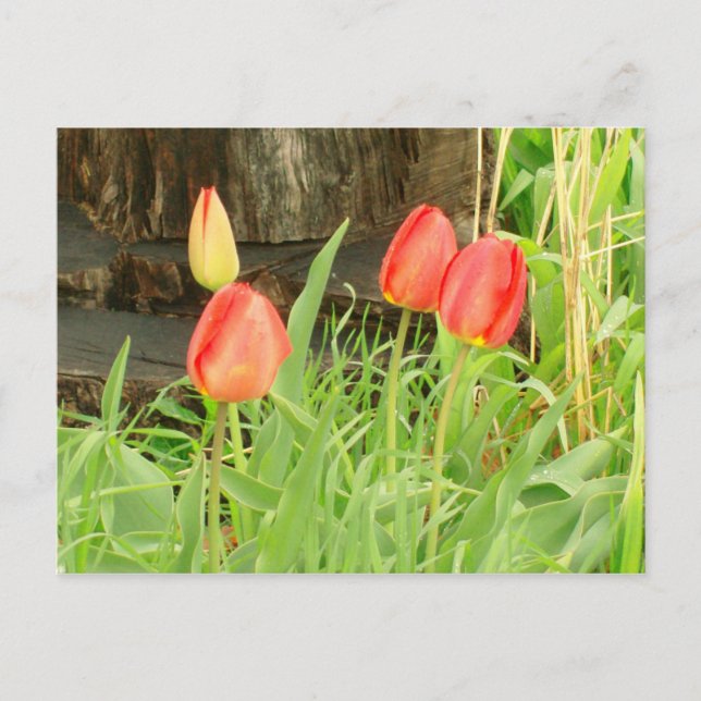 Carte postale Spring Time 2 (Devant)