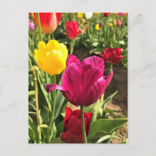 Carte Postale Spring tulips, Oregon