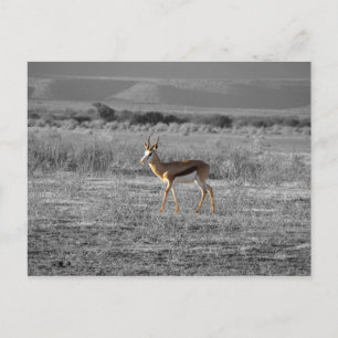 Carte postale Springbock