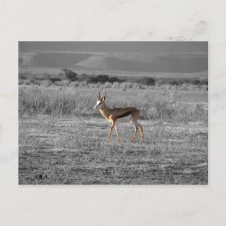 Carte postale Springbock