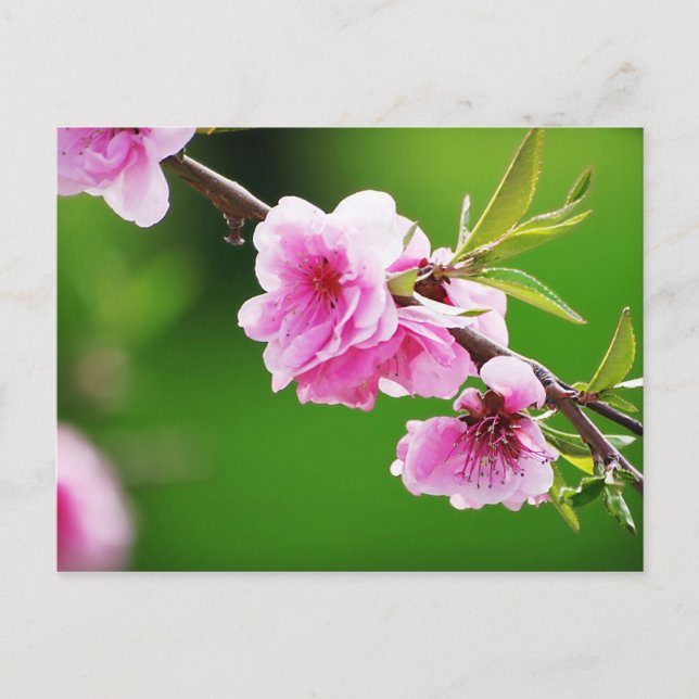 Carte Postale SpringCherries IV (Devant)