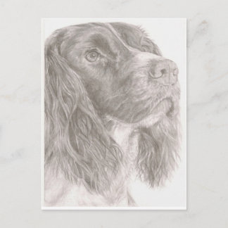 Carte Postale Springer Spaniel