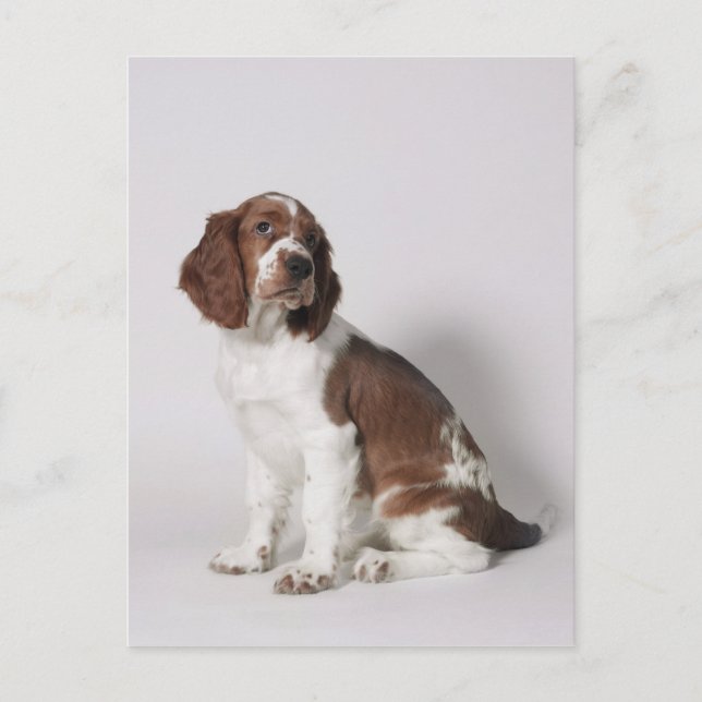 Carte Postale Springer spaniel (Devant)
