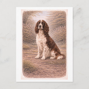 Carte Postale Springer Spaniel anglais de style vintage