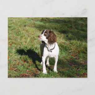 Carte postale Springer Spaniel Dog