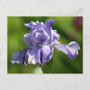 Carte Postale "Springtime Blues" Iris Photographie