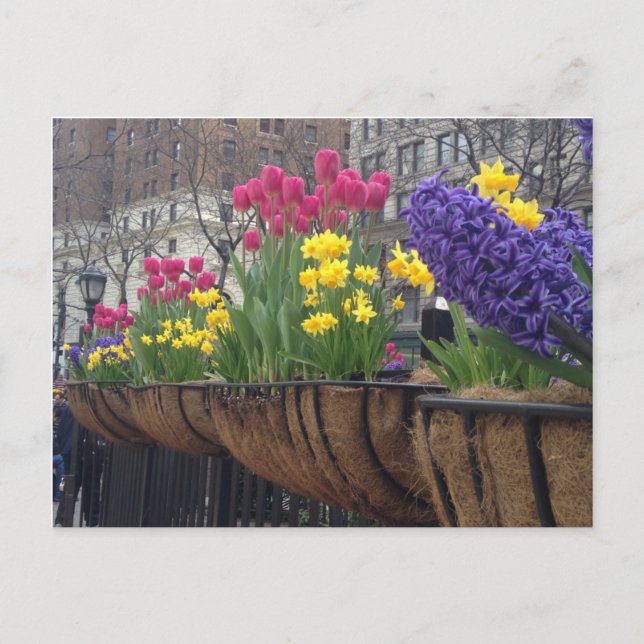 Carte Postale Springtime en Greeley Carré NYC Flowers New York (Devant)