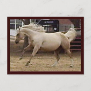 Carte postale Spunky Palomino