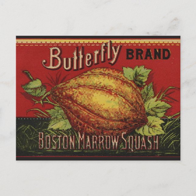 Carte Postale Squash Antique Végétal Étiquette Can (Devant)