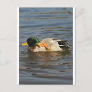 Carte Postale Squeaky