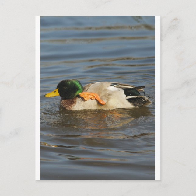 Carte Postale Squeaky (Devant)