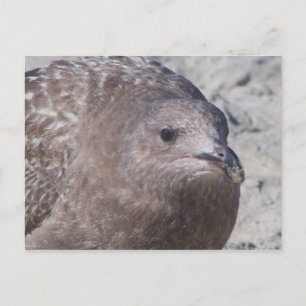 Carte Postale Squeaky