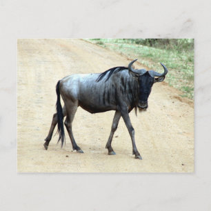 Carte Postale squelette