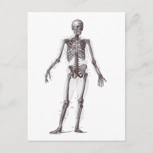 Carte Postale Squelette complet