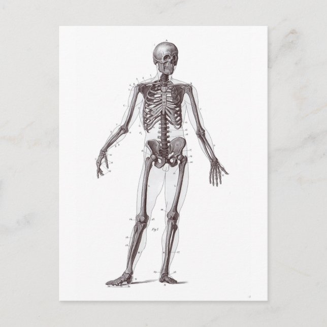 Carte Postale Squelette complet (Devant)