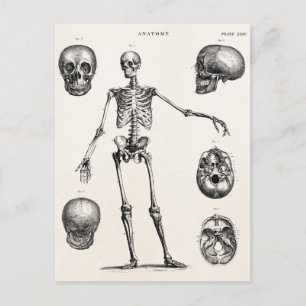 Carte Postale Squelette d'antiquité squelette des années 1800 vi