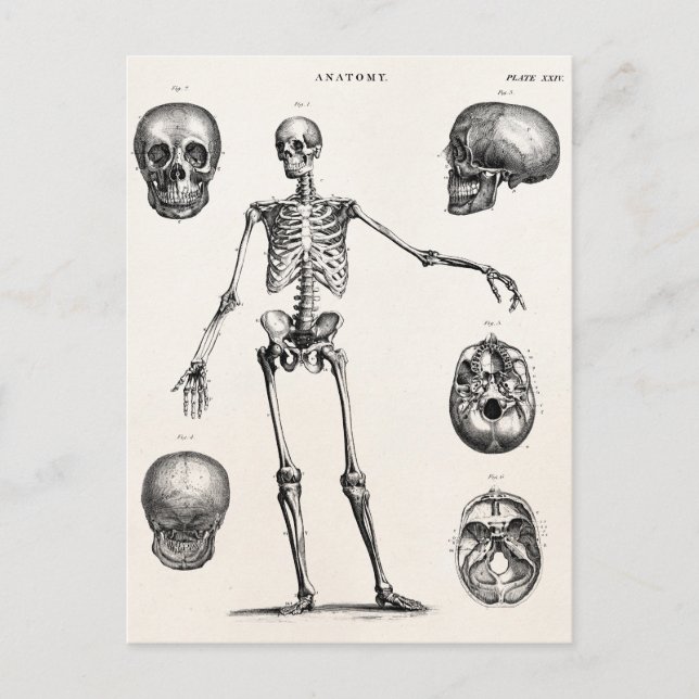 Carte Postale Squelette d'antiquité squelette des années 1800 vi (Devant)