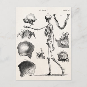 Carte Postale Squelette d'antiquité squelette des années 1800 vi