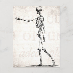 Carte Postale Squelette d'antiquité squelette des années 1800 vi